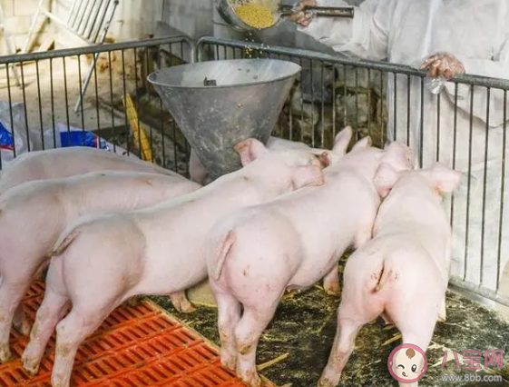 新型猪流感病毒的传染途径是什么 新型猪流感病毒还能不能吃猪肉