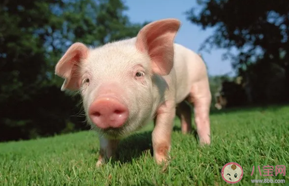 新型猪流感病毒的传染途径是什么 新型猪流感病毒还能不能吃猪肉