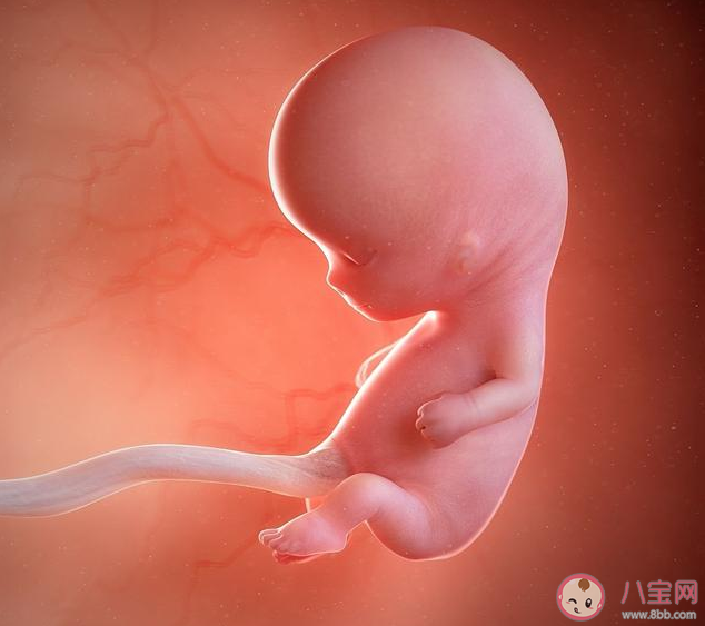胎儿快速成长期孕妇身体有什么变化 胎儿猛长期是什么时候