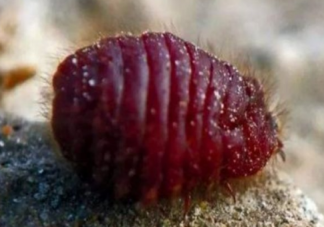 平时口红用虫子做的是真的吗 口红是用什么虫子做成的