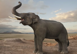 非洲350头大象接连离奇死亡是怎么回事 大象把象牙拿了能活吗