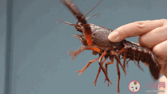 为什么汛期野生小龙虾不能吃 汛期小龙虾食用有什么危害