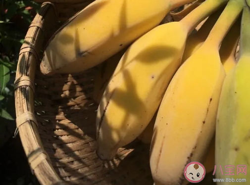 苹果蕉和香蕉|苹果蕉和香蕉营养有什么区别 苹果蕉有什么营养