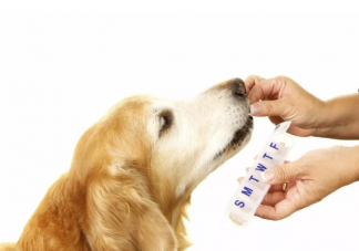 美国首例感染新冠病毒的狗死亡是真的吗 狗感染新冠病毒会是什么症状