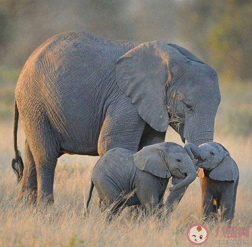 世界大象日朋友圈说说 保护大象宣传语句子