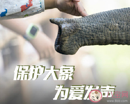 世界大象日文案句子 保护大象的朋友圈文案