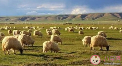 蒙古国为什么捐赠3万只羊 3万只羊会送给湖北吗