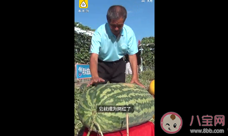 大爷160斤西瓜是怎么种出来的 160斤西瓜是真的吗