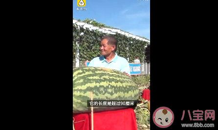 大爷160斤西瓜|大爷160斤西瓜是怎么种出来的 160斤西瓜是真的吗