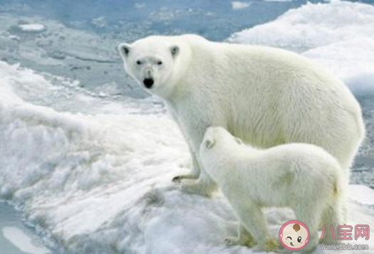 北极熊的皮肤是什么颜色 森林驿站8月28日答案