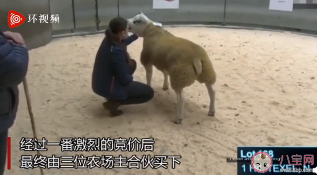 世界上最贵的羊多少钱 最贵的羊为什么这么贵