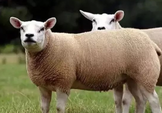 世界上最贵的羊332万元成交是怎么回事 世界上最贵的羊是什么品种的