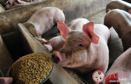 猪肉价格什么时候能恢复 2021年猪肉价格将恢复正常