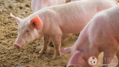 猪肉价格什么时候能恢复 2021年猪肉价格将恢复正常