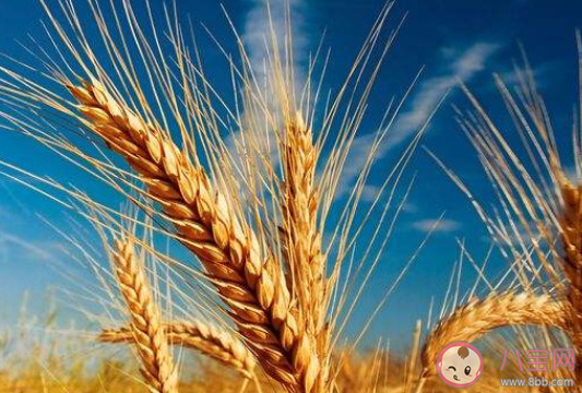 2020年什么时候开始种小麦 2020最新小半年小麦价格是多瞎