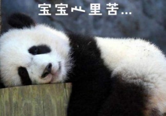 北京动物园网红大熊猫突然头秃什么原因 大熊猫是怎么被称为国宝的
