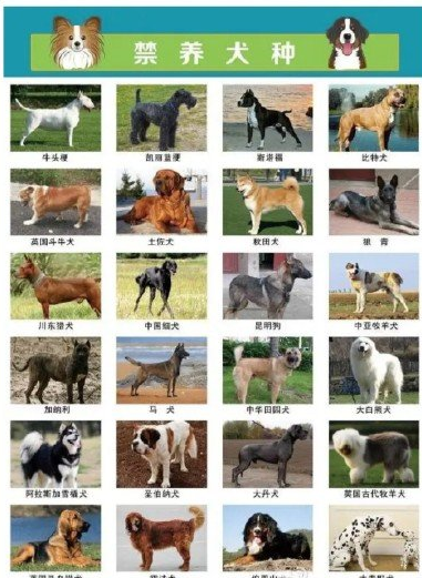 大连48种禁养犬种类名单 辽宁省哪48种狗禁养