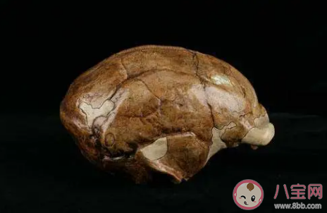 16000年前的人头骨化石在哪里发现的 人头骨化石是怎么研究