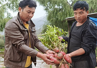 四川种出可生吃的土豆是什么品种的 一般的土豆能生吃吗