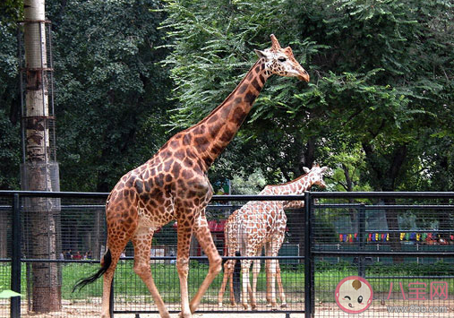 临汾动物园用家禽凑数是怎么回事 带孩子去动物园要注意什么