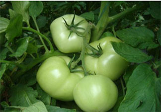 没成熟的青西红柿能吃吗 最新蚂蚁庄园9月19日答案