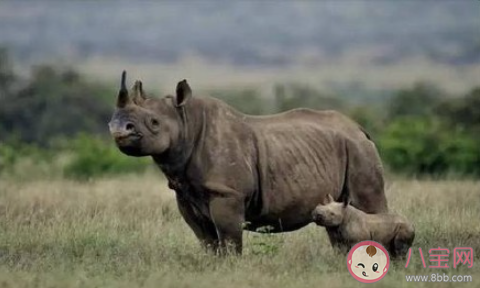 世界犀牛日拒绝买卖野生动物文案说说 世界犀牛日保护野生动物的文案句子