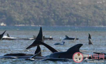 澳大利亚海滩数百头鲸鱼集体搁浅原因是什么 为什么鲸鱼会集体搁浅