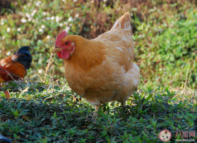 外面卖的速成鸡都打过激素吗 速成鸡可以放心吃吗