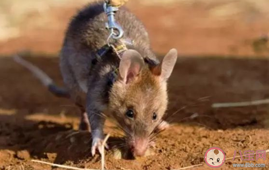 非洲巨鼠嗅出39枚地雷获奖章是真的吗 非洲巨鼠可以当宠物吗