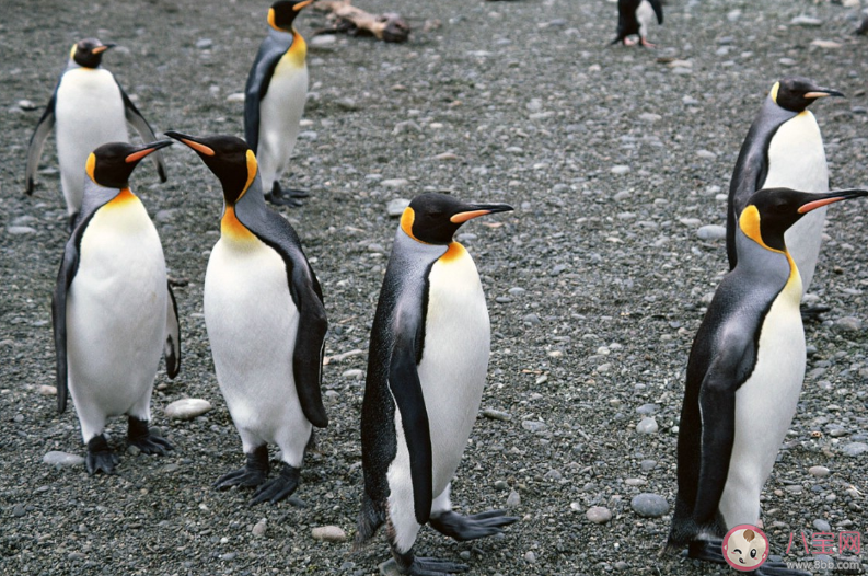企鹅们行走时为什么经常排成一列纵队 蚂蚁庄园小课堂9月28日今日答案最新