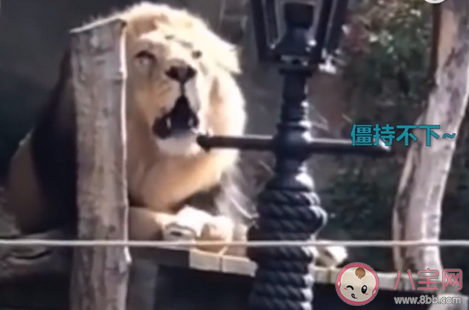 动物园狮子与游客对吼是怎么回事 狮子和游客之间发生了什么