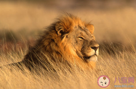 动物园狮子与游客对吼是怎么回事 狮子和游客之间发生了什么
