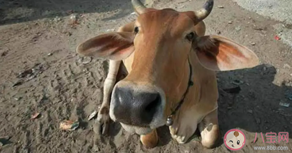 印度牛粪芯片|印度牛粪芯片怎么回事 牛粪芯片的作用