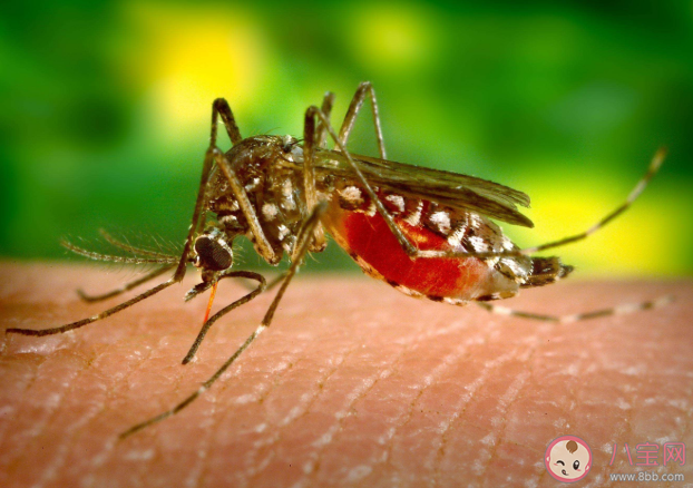 科学家发现蚊子吸食血液的原因 蚊子吸食血液的原因是什么