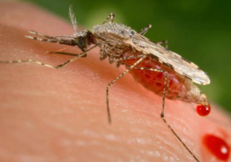 科学家发现蚊子吸食血液的原因 蚊子吸食血液的原因是什么