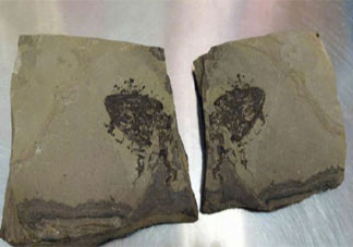 福州海关快件中查获侏罗纪化石是怎么回事 化石能不能过海关