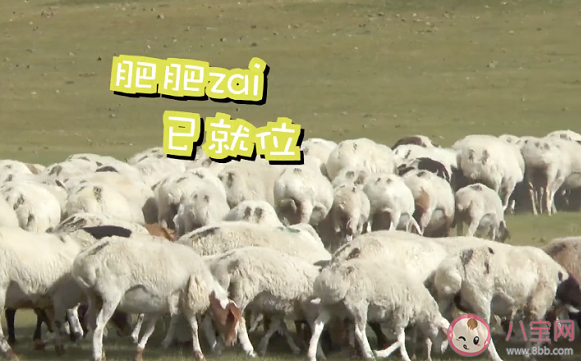 蒙古国捐赠的首批活羊|蒙古国捐赠的首批活羊22日入境是真的吗 蒙古国羊肉好吃吗