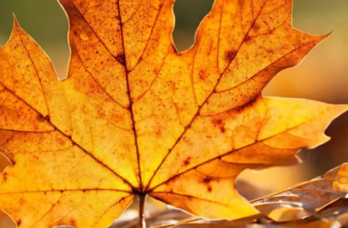 描写枫叶的古诗词有哪些 秋天关于枫叶的古诗词大全
