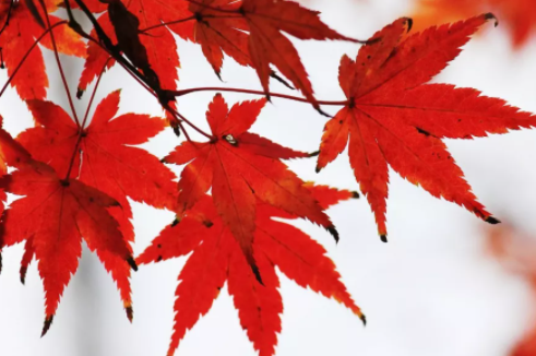 关于秋天枫叶的唯美句子 赞美枫叶漂亮的说说句子