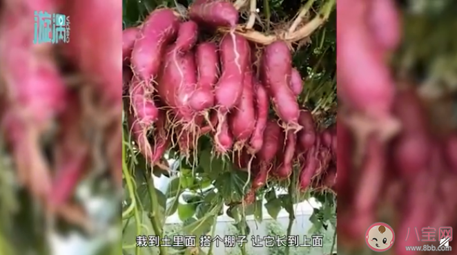 退休专家牵牛花嫁接种出空中红薯是怎么回事 空中红薯是怎么种出来的