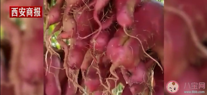 退休专家牵牛花嫁接种出空中红薯是怎么回事 空中红薯是怎么种出来的
