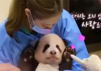 韩国艺人违规接触熊猫幼崽是什么情况 化妆接触对熊猫有什么伤害