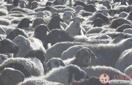 接首批12000只羊|接首批12000只羊的车队从武汉出发是真的吗 蒙古国羊是怎么进入到中国的