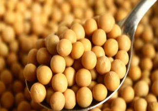 中国为什么要大量进口大豆 吃大豆有什么功效好处