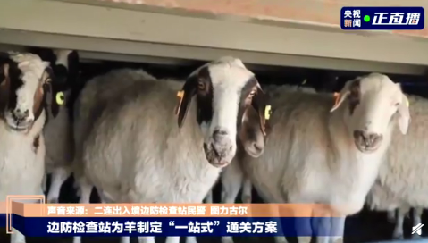 蒙古国捐赠羊|12000只羊什么时候抵达武汉 蒙古国捐赠羊何时到武汉