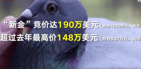中国买家花1250万|中国买家花1250万买下比利时赛鸽是怎么回事 比利时赛鸽为什么值钱