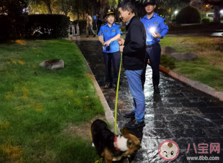 上海不牵绳遛狗将被抓拍处罚是真的吗 遛狗不牵绳的危害是什么