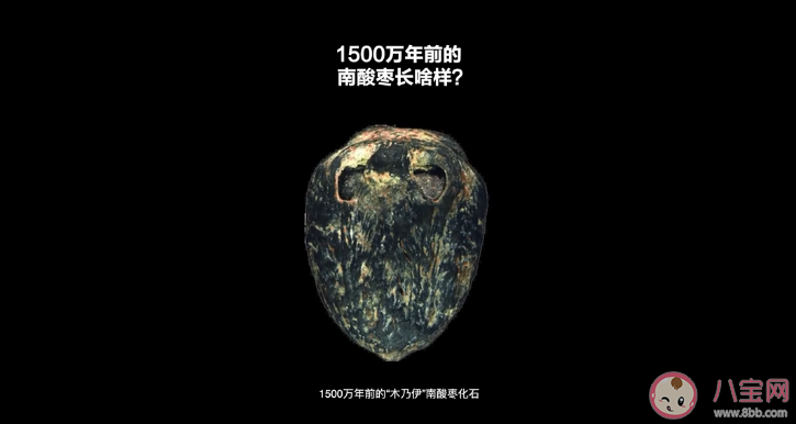 1500万年前的枣长什么样子 1500万年前的枣是怎么保存下来的