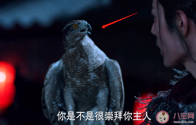 《狼殿下》苍鹰是真鹰还是CG制作  苍鹰是国家二级保护动物吗