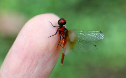 世界最小蜻蜓是怎样的 世界最小蜻蜓有多大
